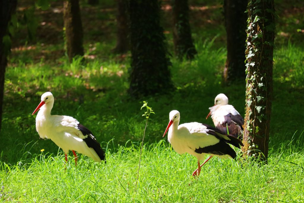 Three white storks walking in a lush, sunlit forest, showcasing natural beauty.